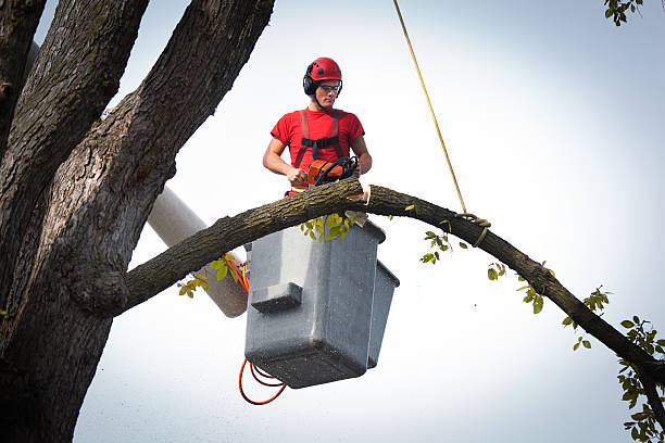 Reliable White Sulphur Springs, MT Tree Care Services Solutions